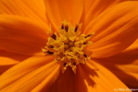 orange flower web